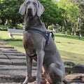 New Dog Harness Explosion-proof Chest Strap