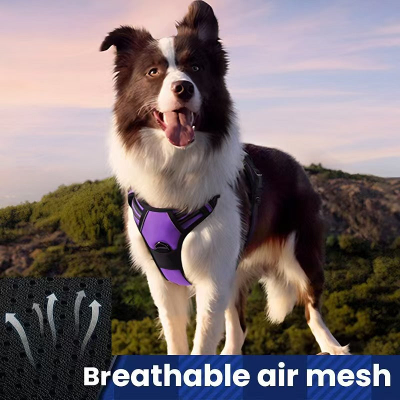 All-in-One Dog Harness & Leash Se